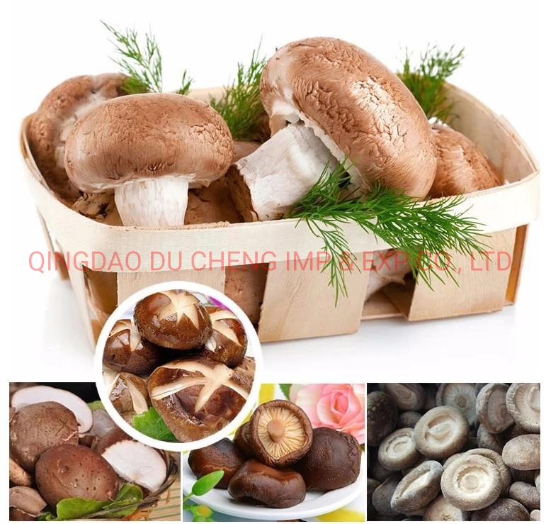 Fresh Organic Frozen Lentinus Edodes, Shiitake Mushroom with Wholesale Price